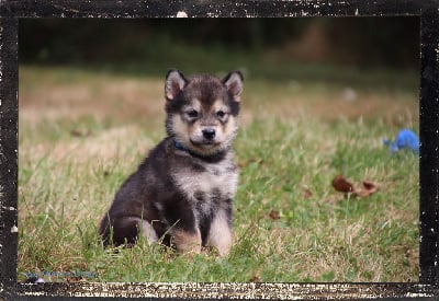 Les chiots de Alaskan Malamute