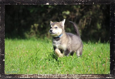 Les chiots de Alaskan Malamute