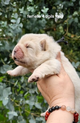 Les chiots de Chow Chow