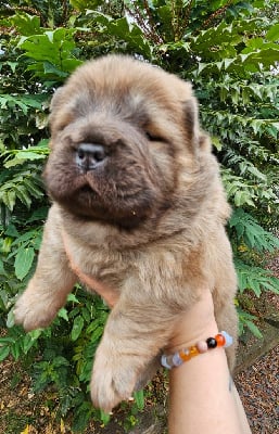 Les chiots de Chow Chow