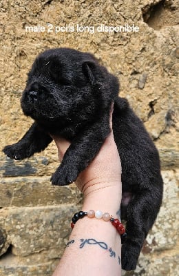 Les chiots de Chow Chow