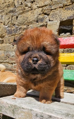 Les chiots de Chow Chow