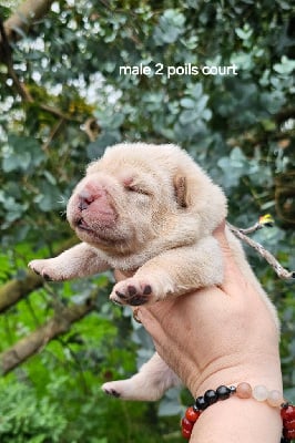 Les chiots de Chow Chow