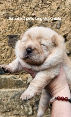 Les chiots de Chow Chow