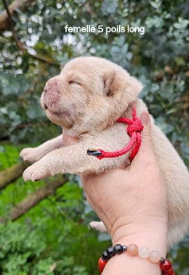 Les chiots de Chow Chow