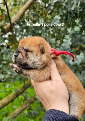 Les chiots de Chow Chow