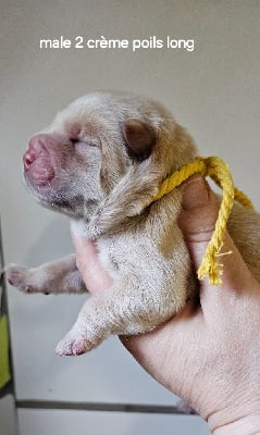 Les chiots de Chow Chow