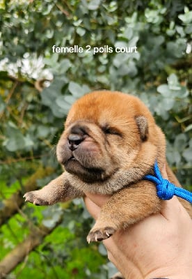 Les chiots de Chow Chow