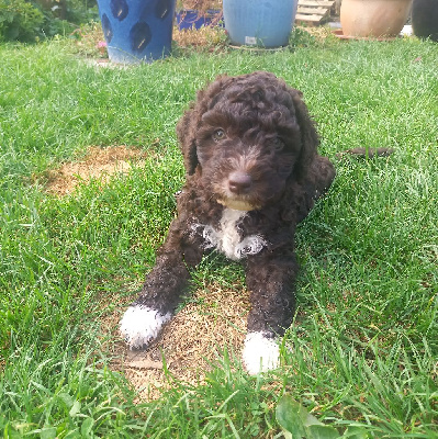 Les chiots de Chien d'eau espagnol