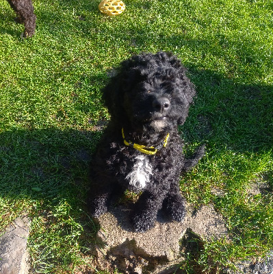 Les chiots de Chien d'eau espagnol