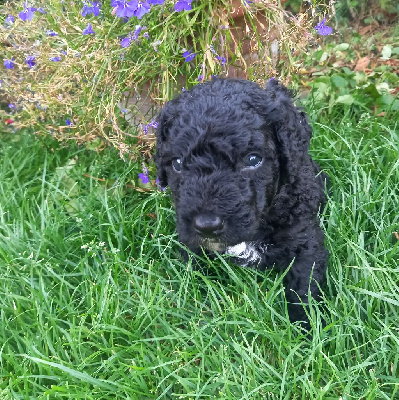 Les chiots de Chien d'eau espagnol