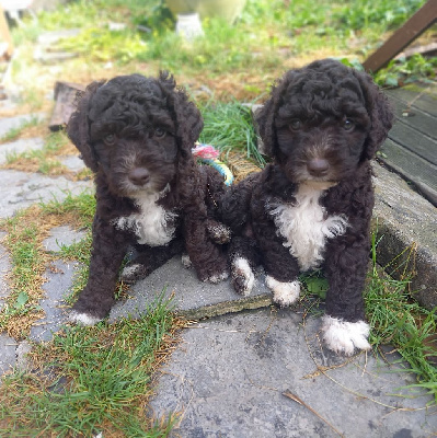 Les chiots de Chien d'eau espagnol