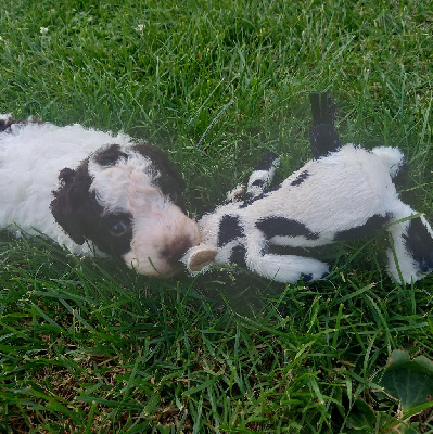 Les chiots de Chien d'eau espagnol