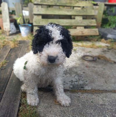 Les chiots de Chien d'eau espagnol