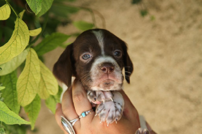 Les chiots de Braque français, type Pyrenees (petite taille)