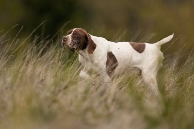 Les chiots de Braque français, type Pyrenees (petite taille)