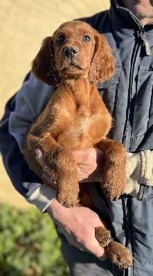 Les chiots de Setter irlandais rouge