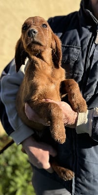 Les chiots de Setter irlandais rouge