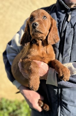 Les chiots de Setter irlandais rouge