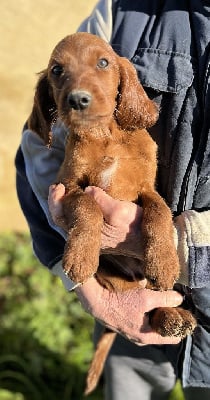 Les chiots de Setter irlandais rouge