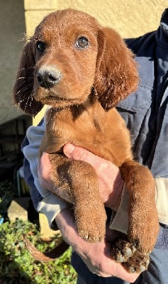 Les chiots de Setter irlandais rouge