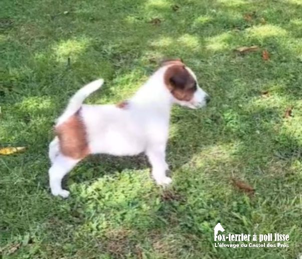 CHIOT - Fox Terrier Poil lisse