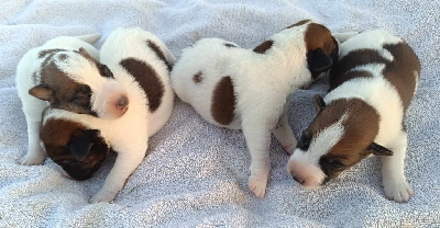 Les chiots de Fox Terrier Poil lisse