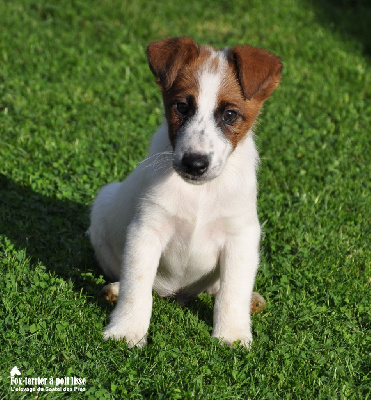 Les chiots de Fox Terrier Poil lisse