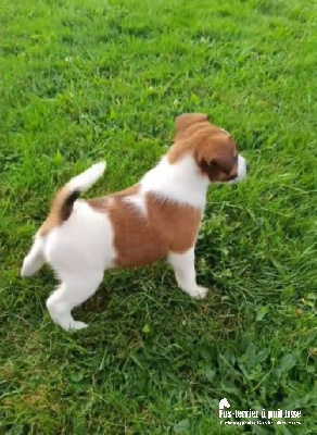 Les chiots de Fox Terrier Poil lisse