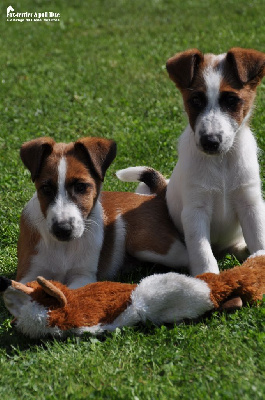 Les chiots de Fox Terrier Poil lisse