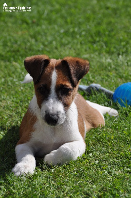 CHIOT - Fox Terrier Poil lisse