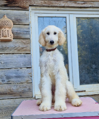 Les chiots de Levrier afghan