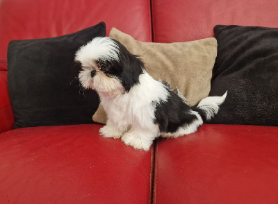 Les chiots de Shih Tzu