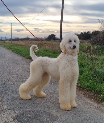 Les chiots de Levrier afghan