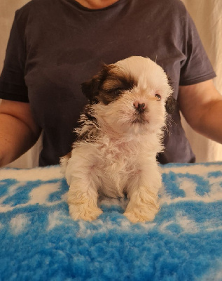 CHIOT 3 - Shih Tzu