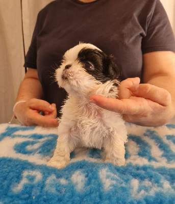 CHIOT 2 - Shih Tzu