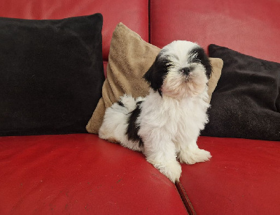 Les chiots de Shih Tzu