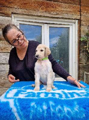 Les chiots de Levrier afghan