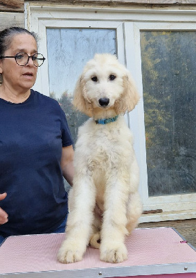 Les chiots de Levrier afghan