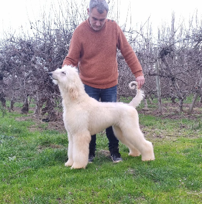 Les chiots de Levrier afghan