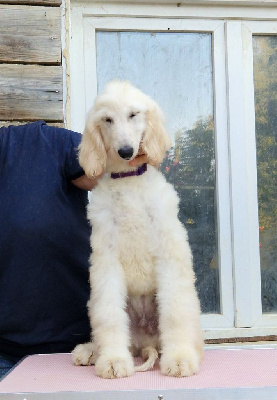 Les chiots de Levrier afghan