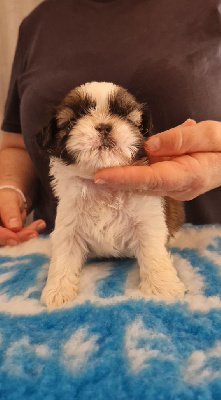 Les chiots de Shih Tzu