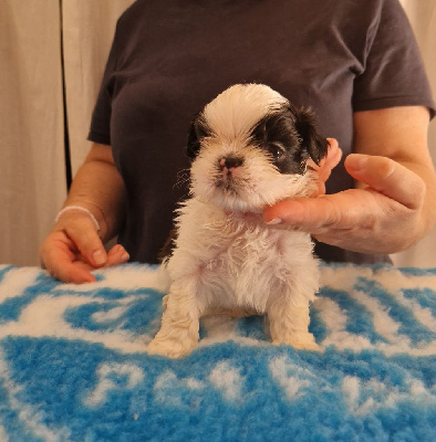 Les chiots de Shih Tzu