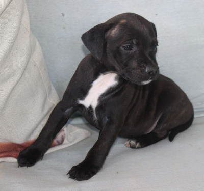 CHIOT 2 - Staffordshire Bull Terrier