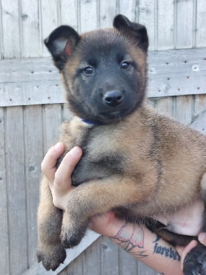 Les chiots de Berger Belge