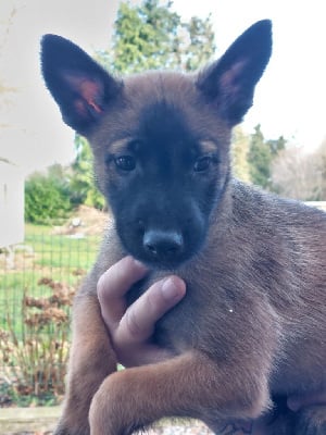 Les chiots de Berger Belge