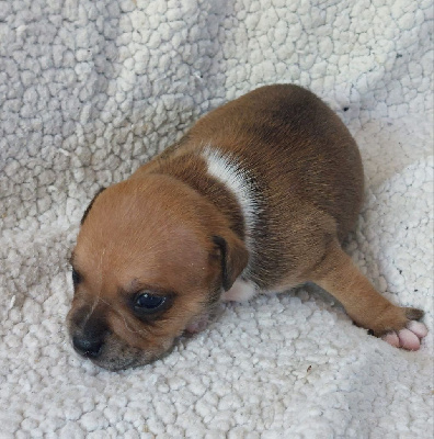 Les chiots de Staffordshire Bull Terrier