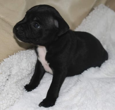 Les chiots de Staffordshire Bull Terrier