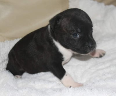 Les chiots de Staffordshire Bull Terrier