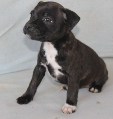 Les chiots de Staffordshire Bull Terrier